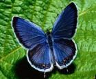 μπλε πεταλούδα με φτερά ορθάνοιχτα